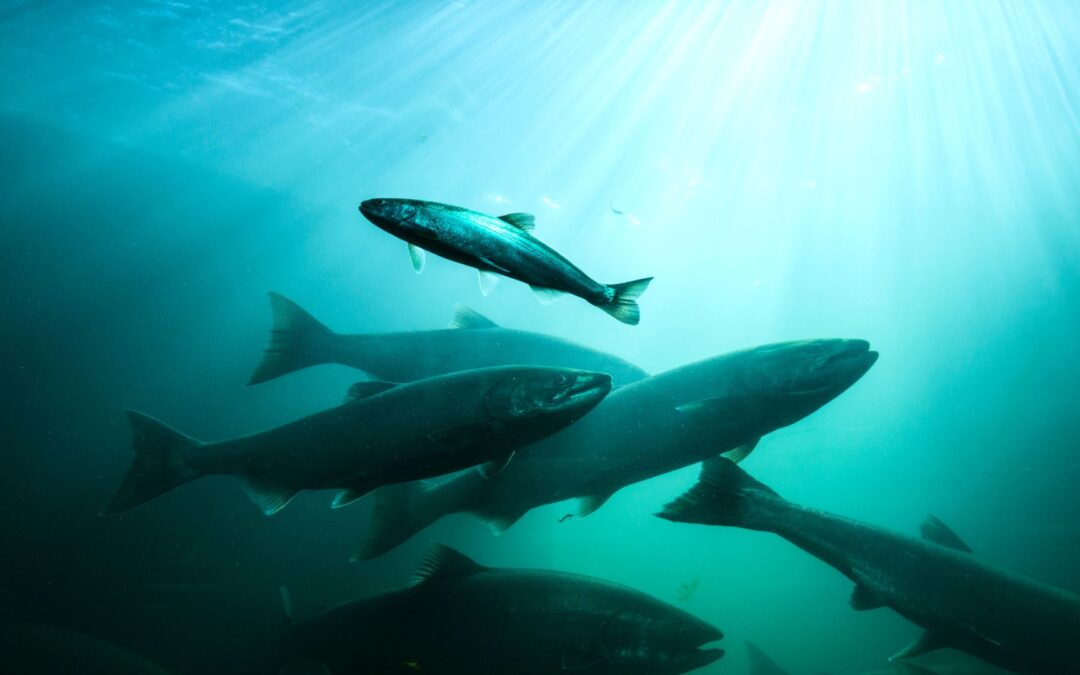 Vastaukseni Alma Median vaalikoneeseen 16.2.2025